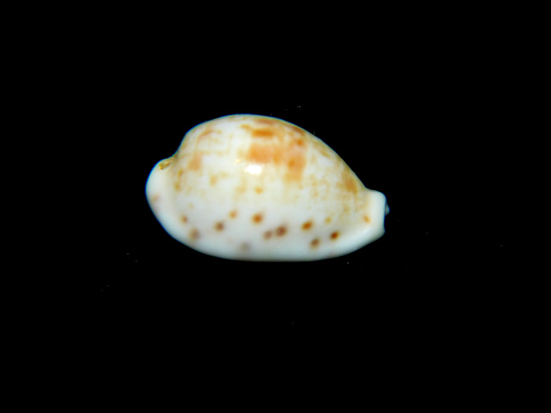 Talostolida rashleighana 17.82mm."Ultra-Rare Hard To Get" LOT#901265JB