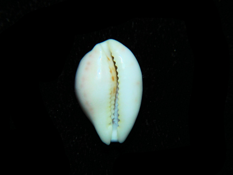 Modal Additional Images for Talostolida rashleighana 17.82mm."Ultra-Rare Hard To Get" LOT#901265JB