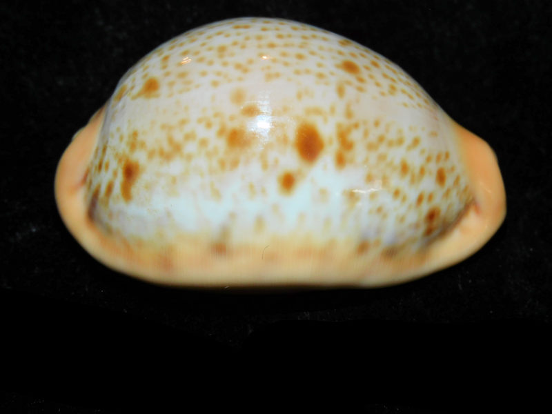 Raybaudia porteri 51.49mm. "Gorgeous Rare" LOT# 901212JB