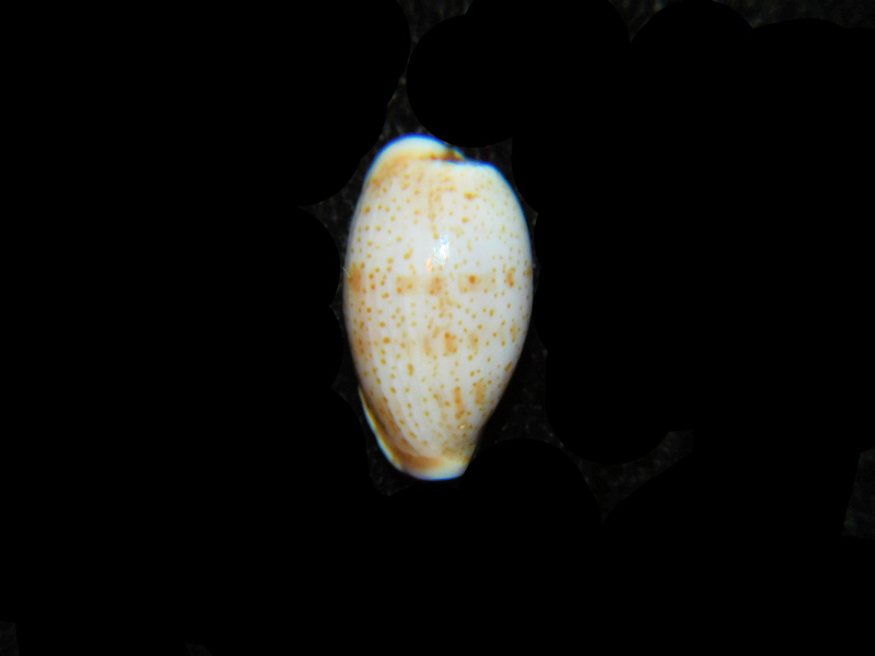 (image for) Purpuradusta hammondae raysummersi 15.13mm LOT#901273JB