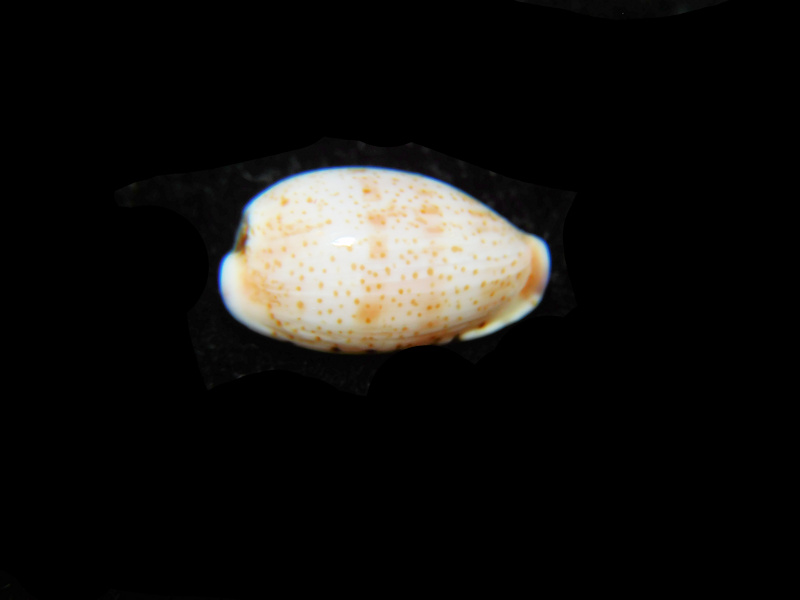 Purpuradusta hammondae raysummersi 15.13mm LOT#901273JB