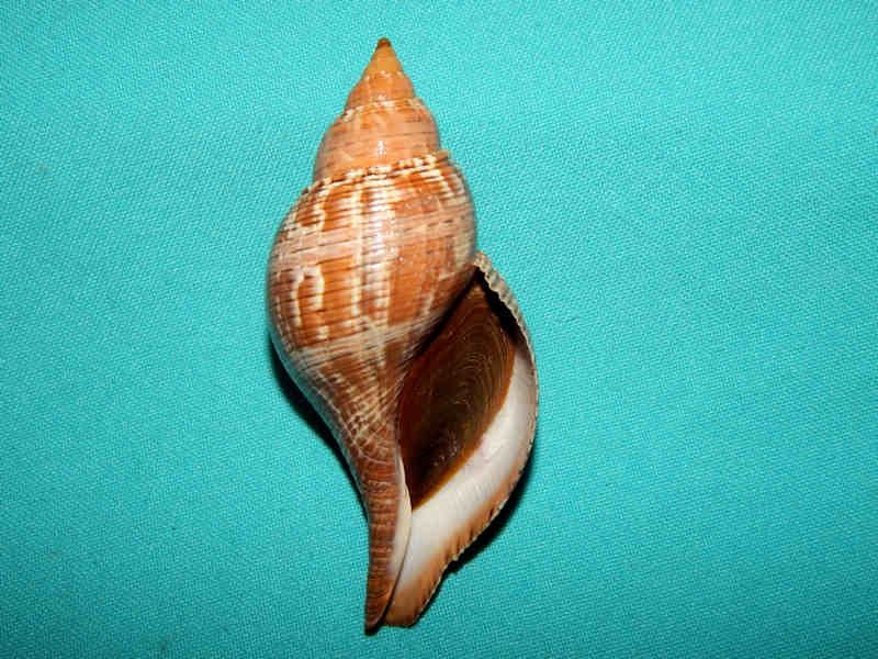 Fasciolaria Tulipa 3 W O Red Sanibel Lot N A 7 50 Florida Seashells And Fossils Specimen Shells And Fossil Shells