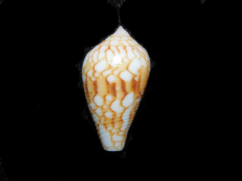 Conus (Cylinder) retifer 24.32mm. Solomon Island LOT#901290JB (image for) Conus (Cylinder) retifer 24.32mm. Solomon Island LOT#901290JB