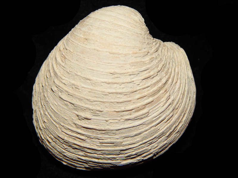 (image for) Veneridae