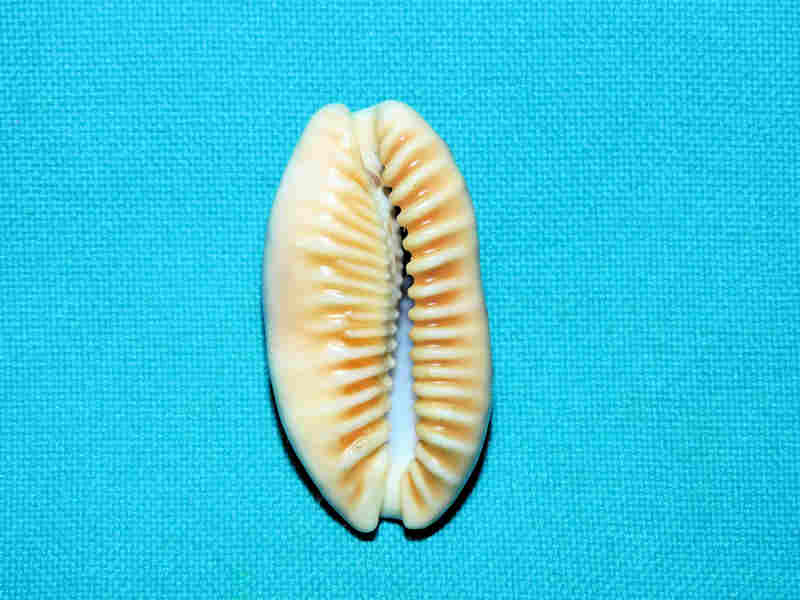 Modal Additional Images for Erronea caurica 38.59mm. “Rare Niger & Rostrated Form” LOT#901234JB