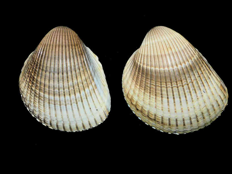 (image for) Dinocardium robustum (2) 3 3/4"& 3 5/8” "Fantastic Fossils" Lot#17927