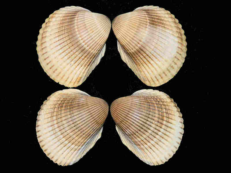 Modal Additional Images for Dinocardium robustum (2) 3 3/4"& 3 5/8” "Fantastic Fossils" Lot#17927