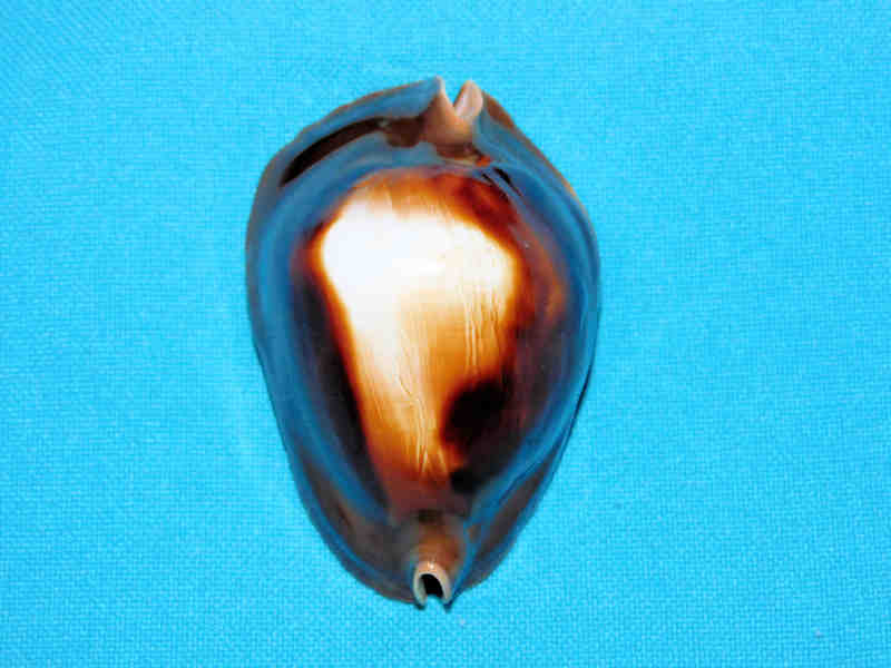 (image for) Zoila rosselli 2 3/8” or 57.42mm."Rare with white spot" LOT#901229JB