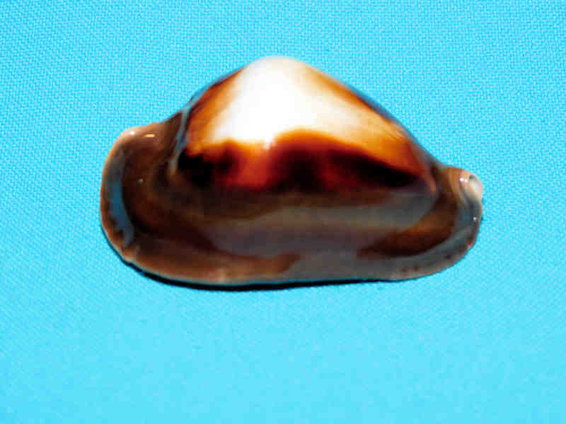 Zoila rosselli 2 3/8” or 57.42mm."Rare with white spot" LOT#901229JB