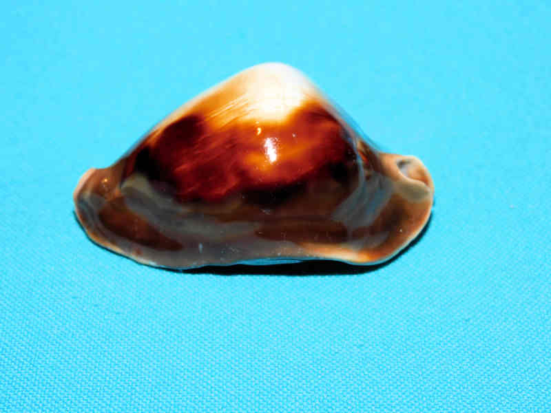 Zoila rosselli 2 3/8” or 57.42mm."Rare with white spot" LOT#901229JB