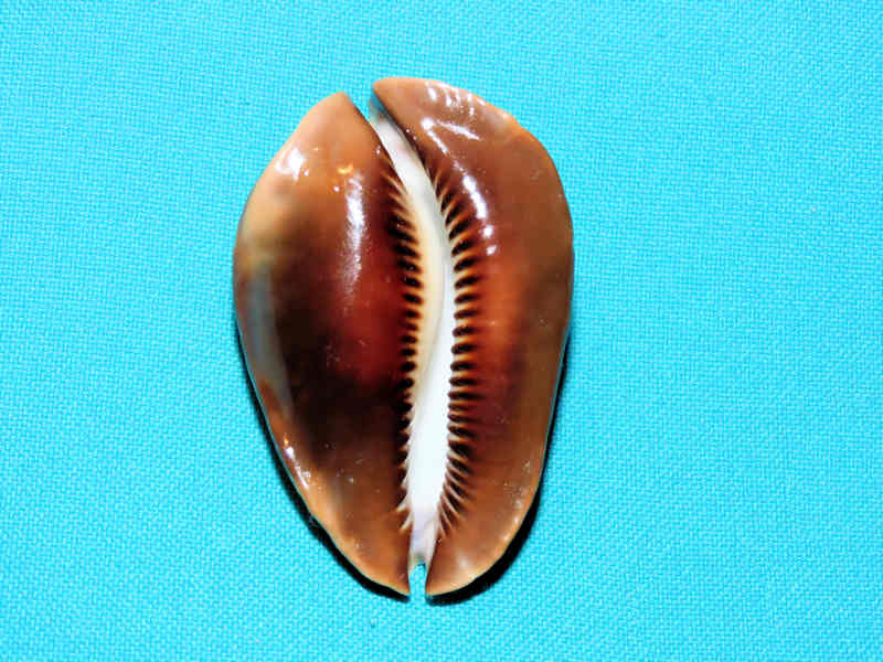 Modal Additional Images for Zoila rosselli 2 3/8” or 57.42mm."Rare with white spot" LOT#901229JB