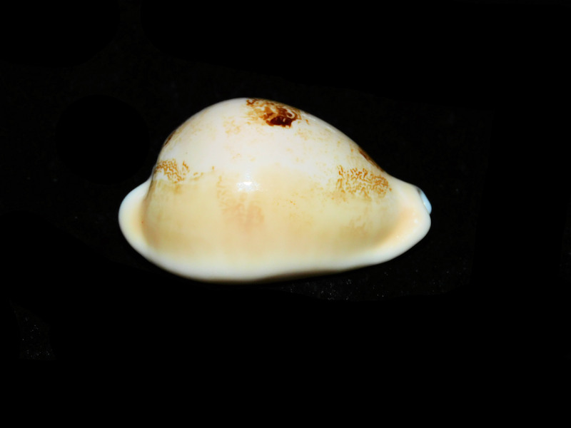 Austrasiatica sakuraii 45.26mm. "Very Rare Superb" Lot#901223JB