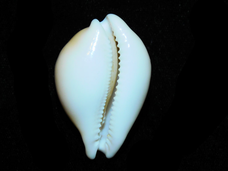 Modal Additional Images for Austrasiatica sakuraii 45.26mm. "Very Rare Superb" Lot#901223JB