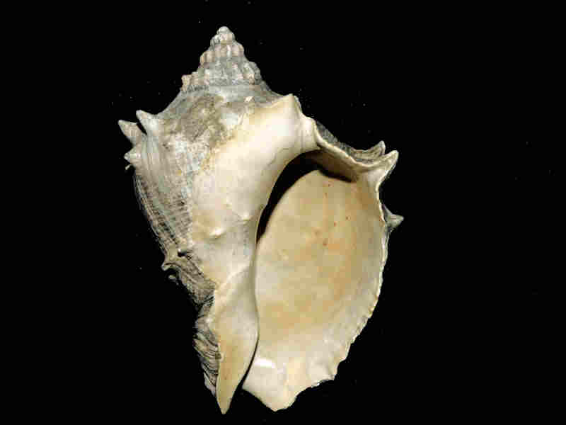 Modal Additional Images for Melongena sarasotaensis 4 5/8” or 115.36mm."Giant Extinct" Lot#17947