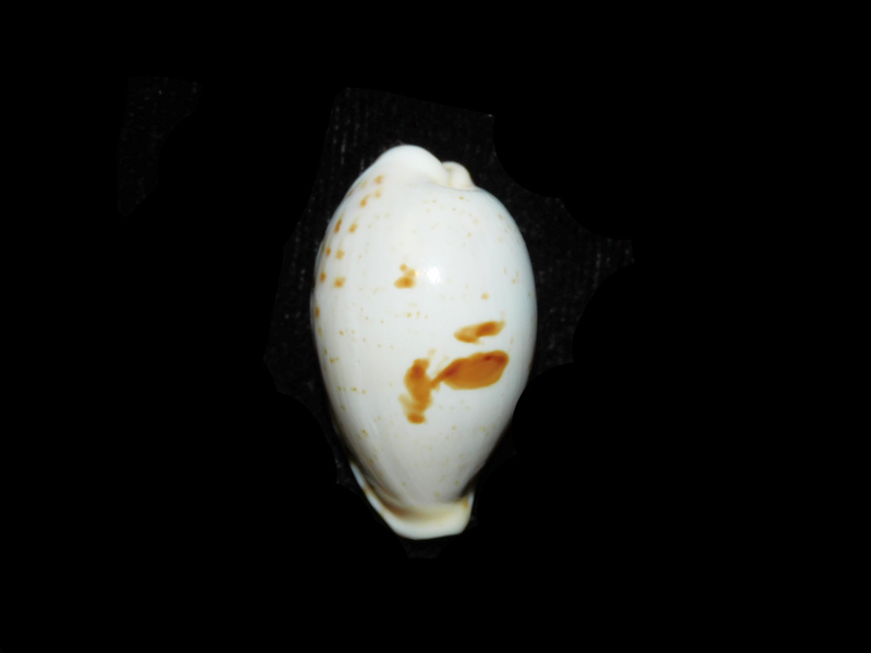 (image for) Palmadusta saulae 1 ¼” or 29.38mm "Rare Pattern" LOT#901283JB