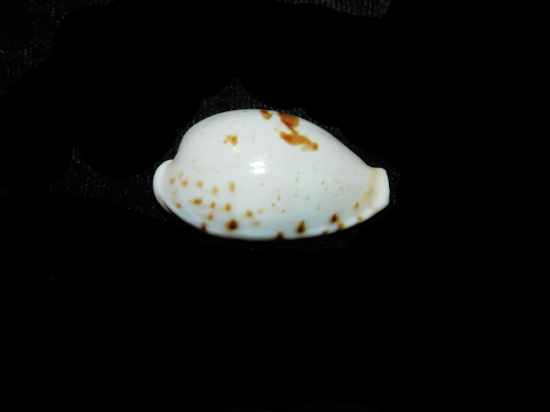 Palmadusta saulae 1 ¼” or 29.38mm "Rare Pattern" LOT#901283JB