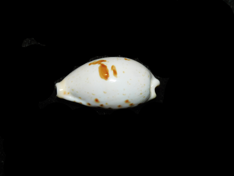 Palmadusta saulae 1 ¼” or 29.38mm "Rare Pattern" LOT#901283JB