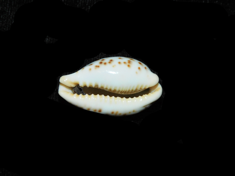 Modal Additional Images for Palmadusta saulae 1 ¼” or 29.38mm "Rare Pattern" LOT#901283JB