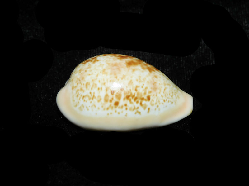 Schilderia achatidea 1 5/8” or 37.04mm. "Uncommon Spain" Lot#901281JB