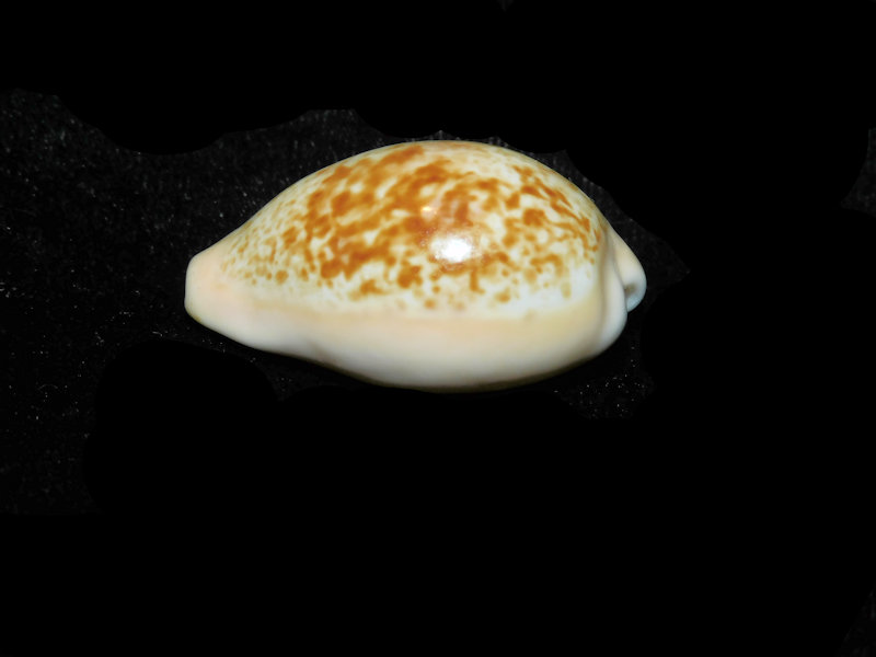 Schilderia achatidea 1 5/8” or 37.04mm. "Uncommon Spain" Lot#901281JB