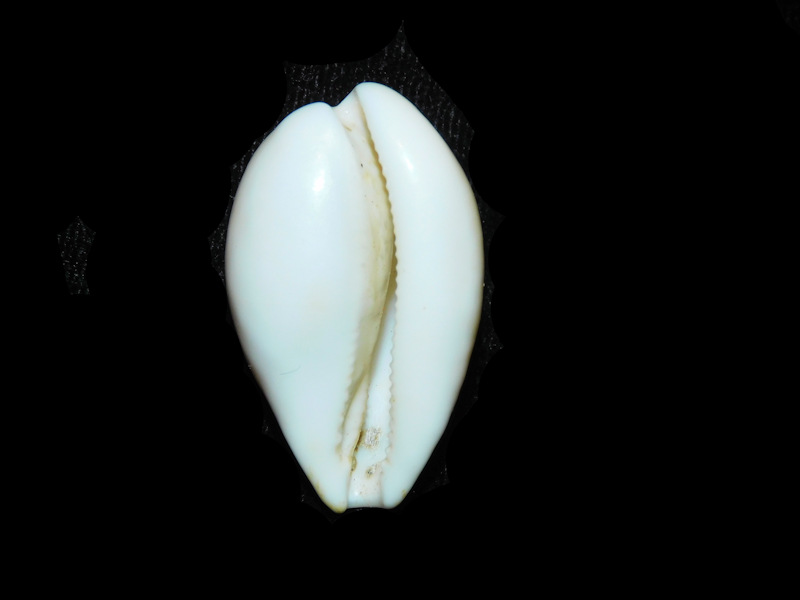 Modal Additional Images for Schilderia achatidea 1 5/8” or 37.04mm. "Uncommon Spain" Lot#901281JB