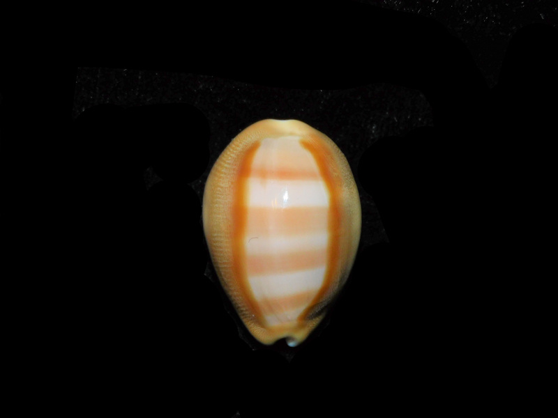 (image for) Lyncina schilderorum 28.66mm."Superb Hawaii" LOT#901257JB