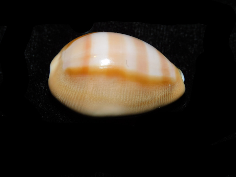 Lyncina schilderorum 28.66mm."Superb Hawaii" LOT#901257JB