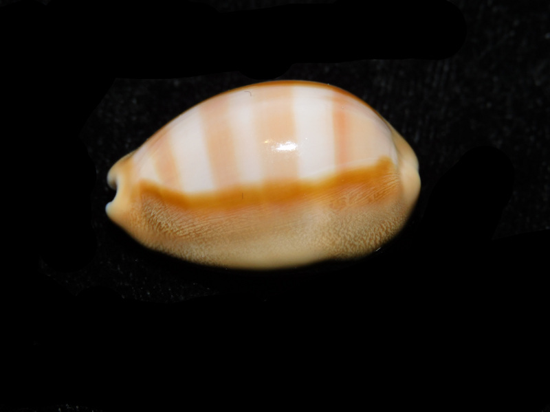 Lyncina schilderorum 28.66mm."Superb Hawaii" LOT#901257JB