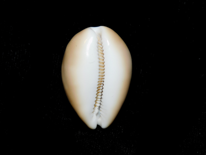 Modal Additional Images for Lyncina schilderorum 28.66mm."Superb Hawaii" LOT#901257JB