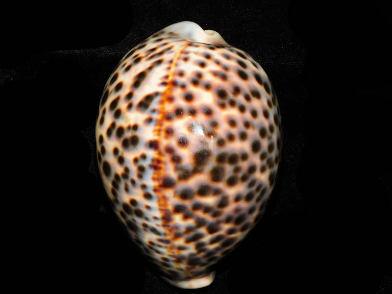 (image for) Cypraea tigris schideriana 4 ¾” or 119.40mm. "Haleiwa, Oahu, Hawaii" LOT#901236JB