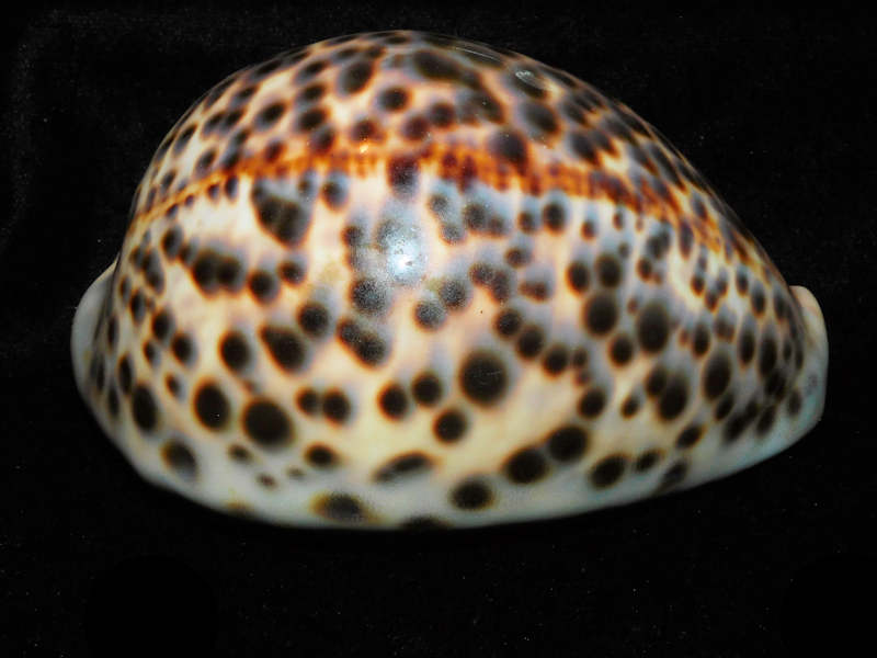 Cypraea tigris schideriana 4 ¾” or 119.40mm. "Haleiwa, Oahu, Hawaii" LOT#901236JB