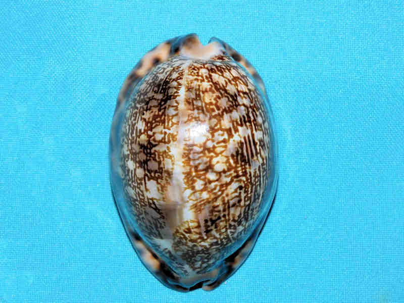 (image for) Mauritia arabica immanis 3” or 75.33mm."Superb Madagascar" LOT#700973