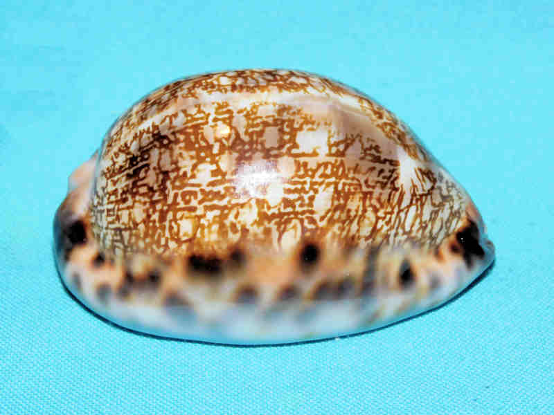 Mauritia arabica immanis 3” or 75.33mm."Superb Madagascar" LOT#700973