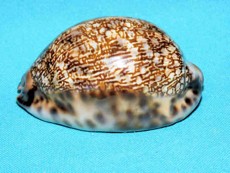 Mauritia arabica immanis 3” or 75.33mm."Superb Madagascar" LOT#700973