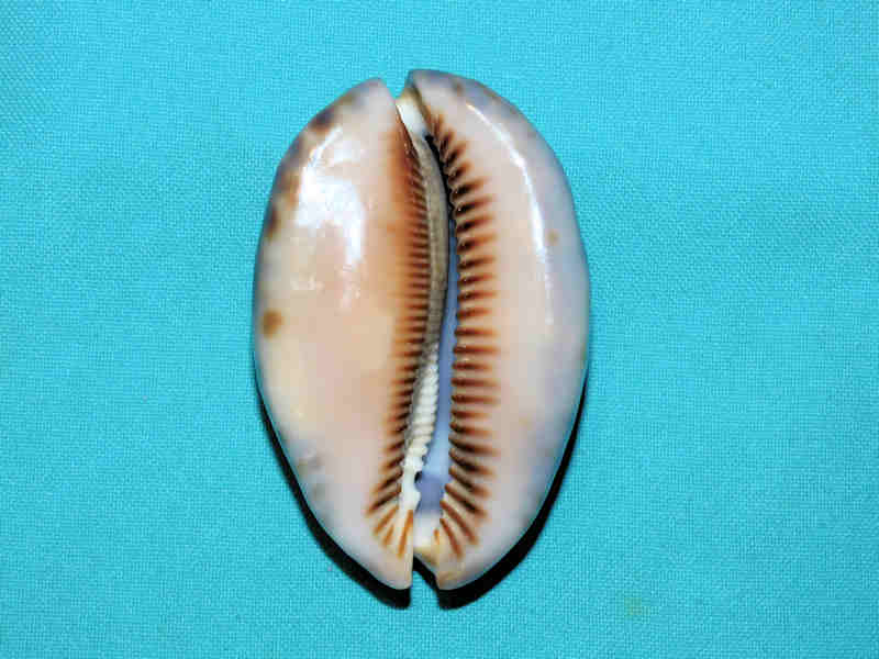 Modal Additional Images for Mauritia arabica immanis 3” or 75.33mm."Superb Madagascar" LOT#700973