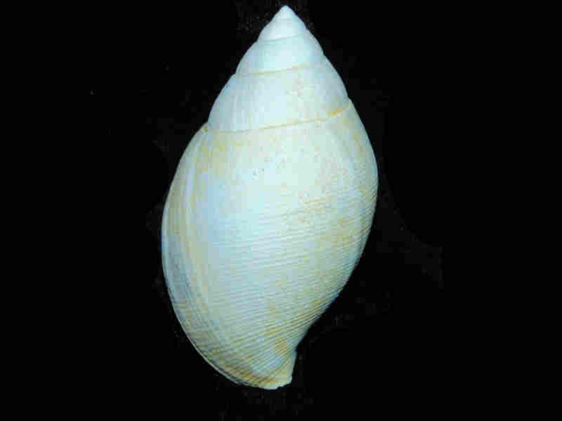 (image for) Sconsia prolongata 2 3/4” or 67.79mm."Rare" Lot#17935
