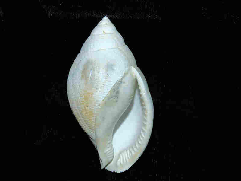 Modal Additional Images for Sconsia prolongata 2 3/4” or 67.79mm."Rare" Lot#17935