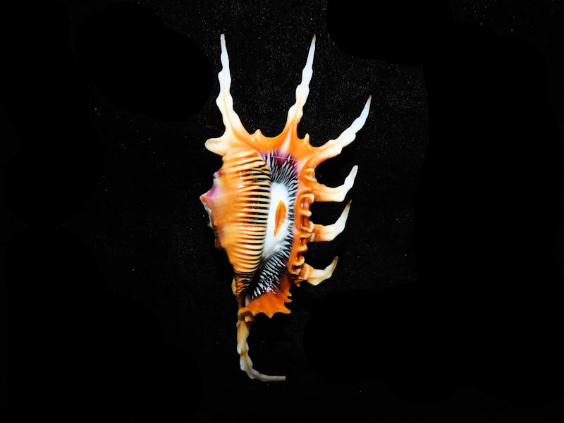 Modal Additional Images for Lambis scorpius 5 ¾” or 128.72mm. w/o "Gorgeous" LOT#90300