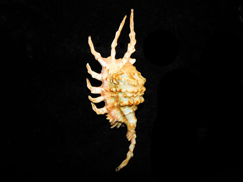 Lambis scorpius 5 ¾” or 145.67mm. w/o "Yellowish" LOT#903002DG (image for) Lambis scorpius 5 ¾” or 145.67mm. w/o "Yellowish" LOT#903002DG