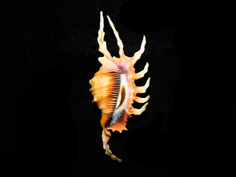 Modal Additional Images for Lambis scorpius 5 ¾” or 145.67mm. w/o "Yellowish" LOT#903002DG