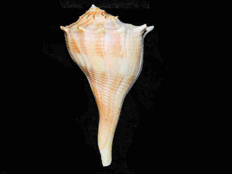 (image for) Sinistrofulgur sinistrum 4 7/8” or 122.97mm. w/o"Sanibel" Lot#17928
