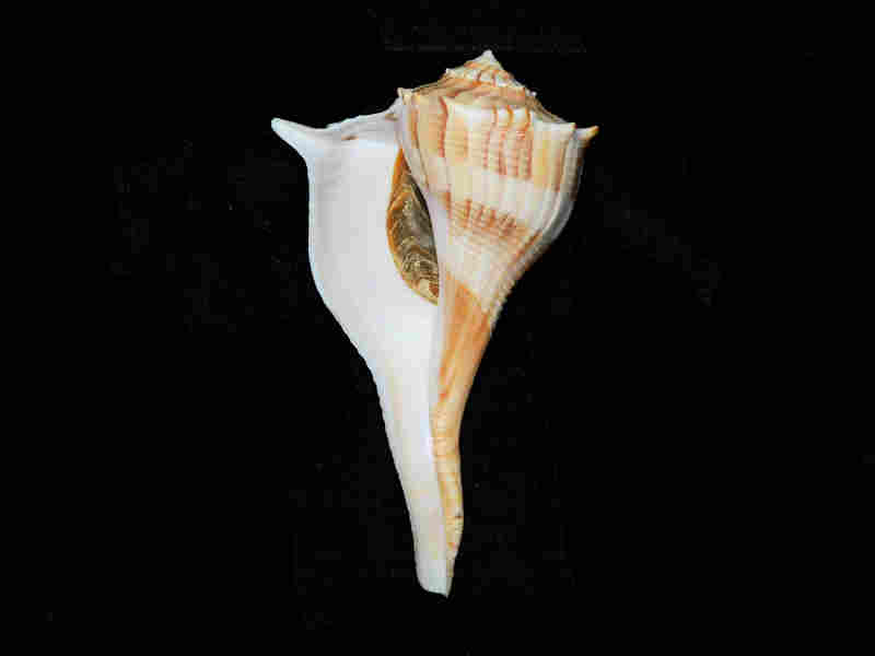 Modal Additional Images for Sinistrofulgur sinistrum 4 7/8” or 122.97mm. w/o"Sanibel" Lot#17928