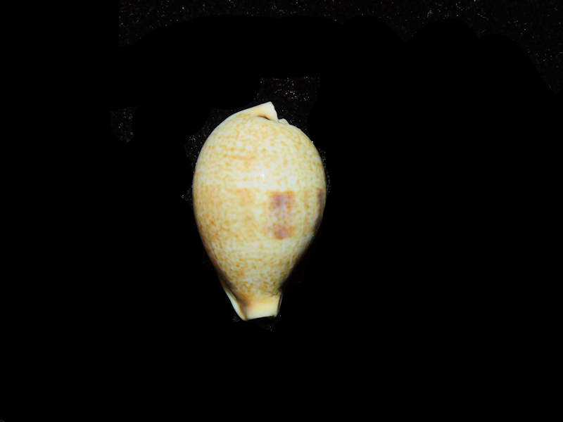 (image for) Erronea pyriformis smithi 1” or 25.08mm."Queensland, Australia Lot#17914