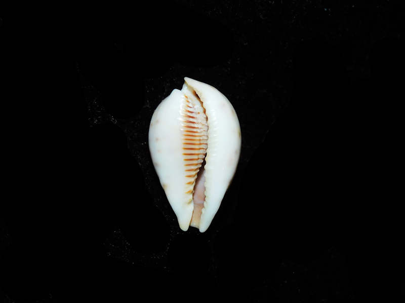 Modal Additional Images for Erronea pyriformis smithi 1” or 25.08mm."Queensland, Australia Lot#17914