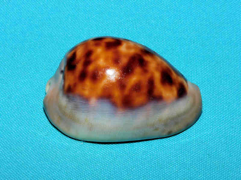 Zoila venusta sorrentensis 2 3/8” or 58.86mm. "Lovely" LOT#901227JB