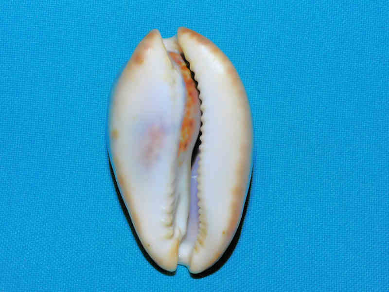 Modal Additional Images for Zoila venusta sorrentensis 2 3/8” or 58.86mm. "Lovely" LOT#901227JB