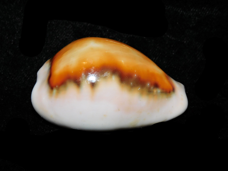 Neobernaya spadicea 2 1/8” or 50.89mm."Catalina Island" LOT#901249JB