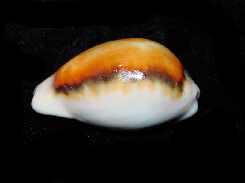 Neobernaya spadicea 2 1/8” or 50.89mm."Catalina Island" LOT#901249JB