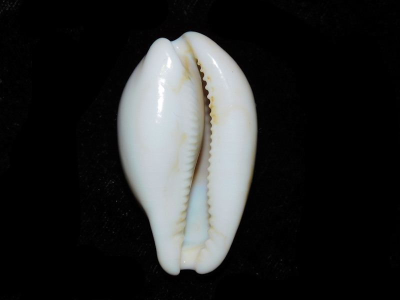 Modal Additional Images for Neobernaya spadicea 2 1/8” or 50.89mm."Catalina Island" LOT#901249JB