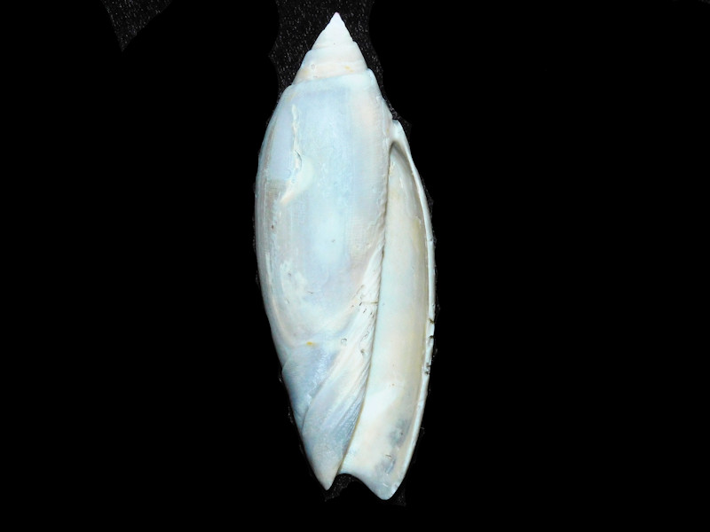 Modal Additional Images for Lindaoliva spengleri 3 ¾” or 95.57mm. Ultra, Ultra,Ultra Rare "Rarest Florida Oliva" LOT#700993G
